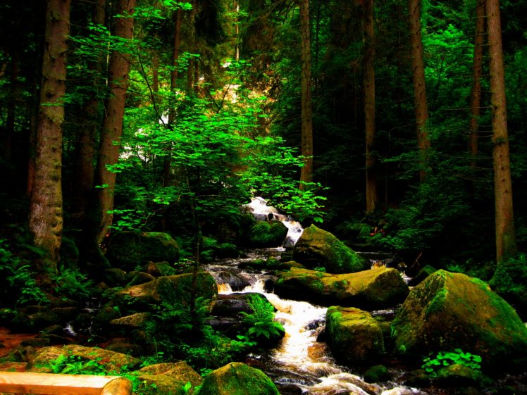 nature, Trees, Forest, Brook, Moss HD Wallpaper Desktop Background