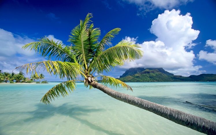 hanging, Beach, Sand, Sea, Palm HD Wallpaper Desktop Background