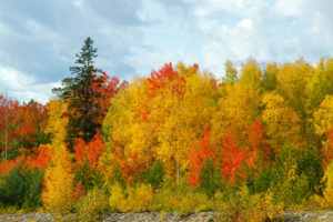 golden, Autumn, Pine, Trees, Sky, Forest, Birch