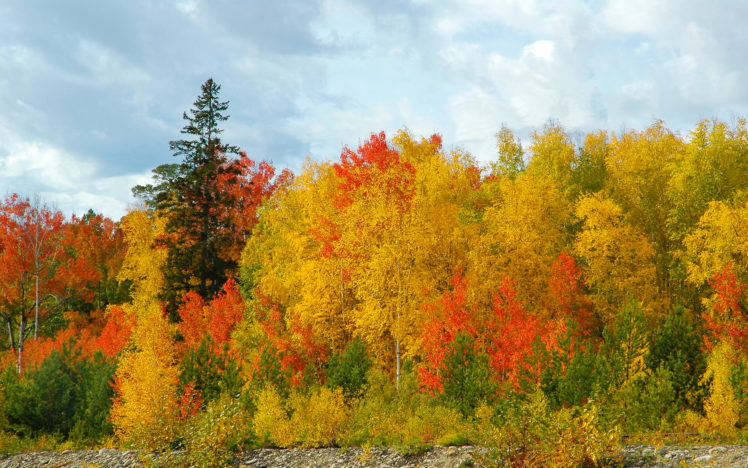 golden, Autumn, Pine, Trees, Sky, Forest, Birch HD Wallpaper Desktop Background