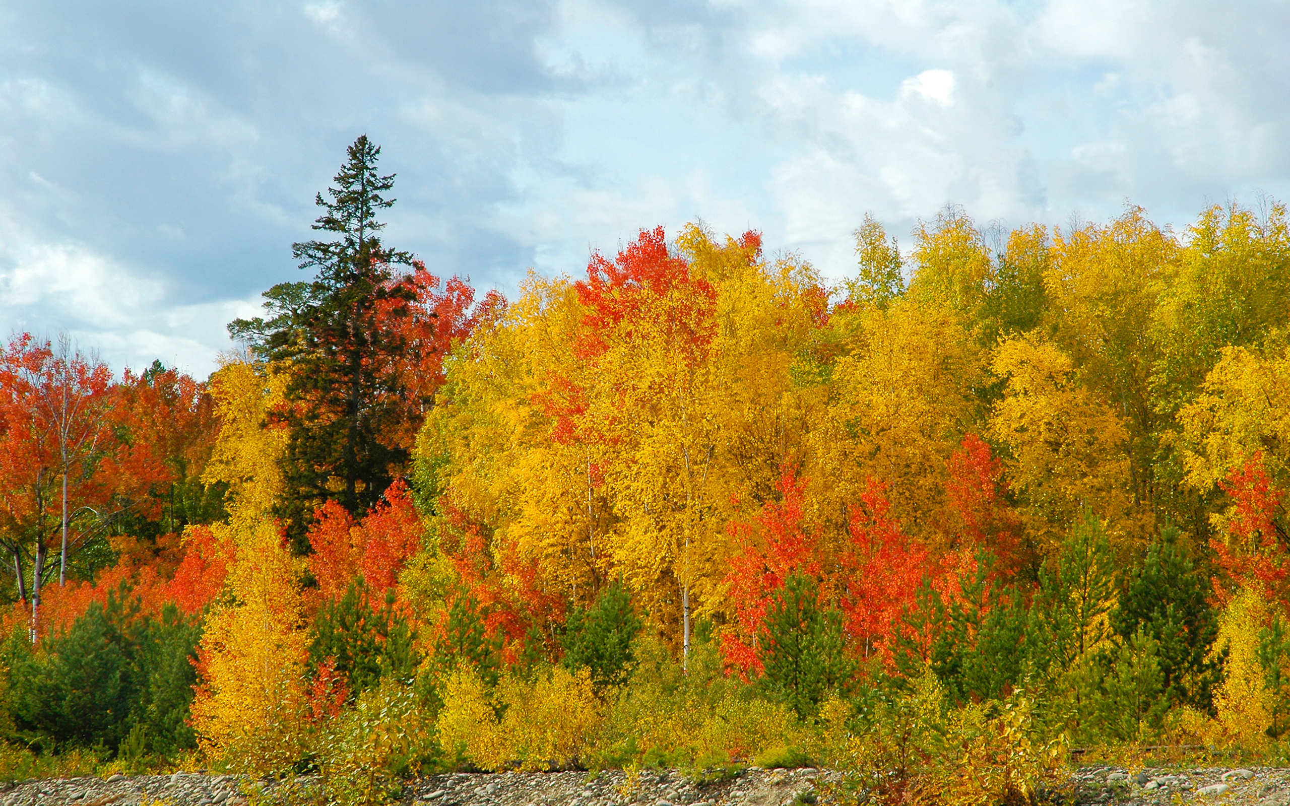 golden, Autumn, Pine, Trees, Sky, Forest, Birch Wallpaper