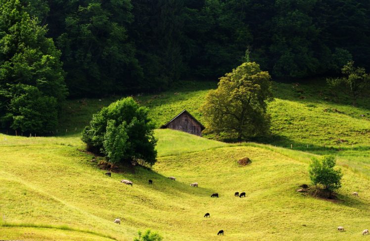 hills, Trees, Grass, Landscape HD Wallpaper Desktop Background