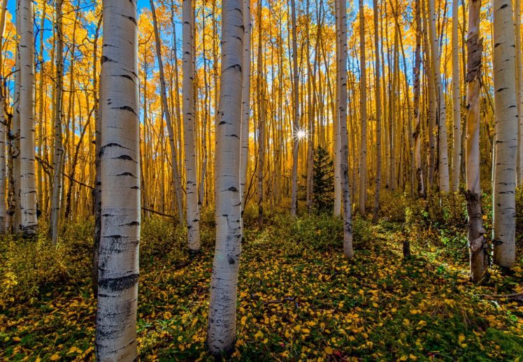 autumn, Forest, Trees, Nature HD Wallpaper Desktop Background