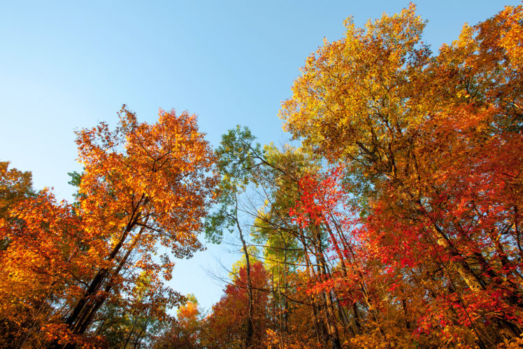 autumn, Trees, Nature HD Wallpaper Desktop Background