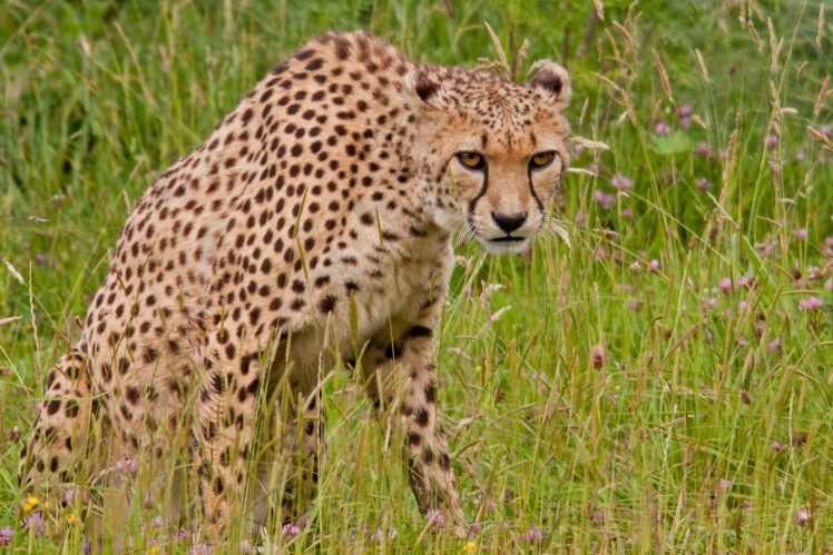 cheetah, Wild, Cat, Predator, Grass, Flowers HD Wallpaper Desktop Background