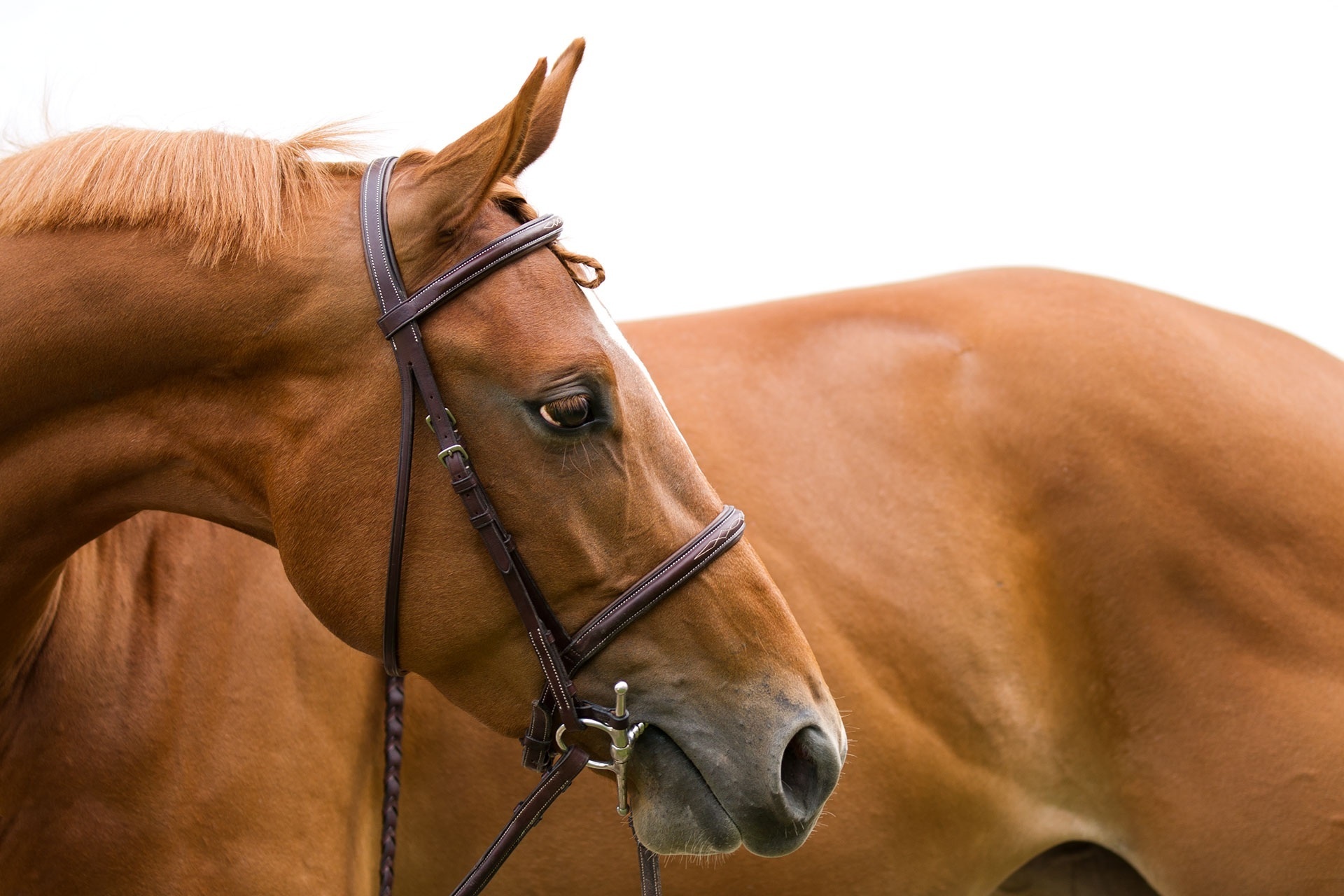 horse, Head, Face, Profile, Mane, Bridle Wallpapers HD / Desktop and
