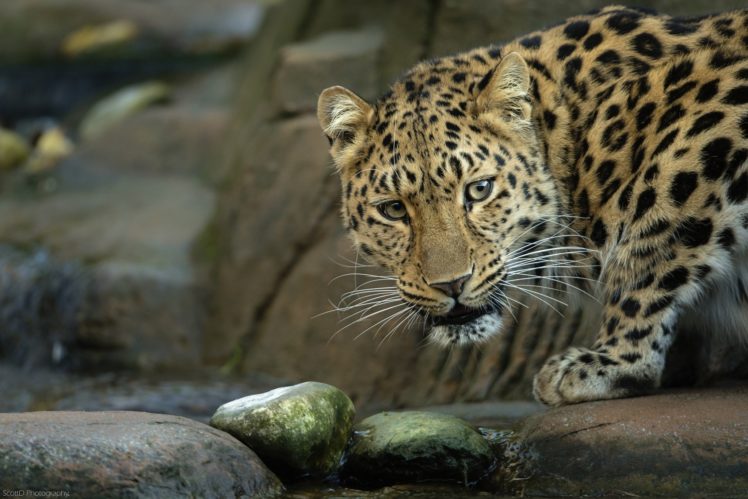 leopard, Wild, Cat, Muzzle, Stones, Stream HD Wallpaper Desktop Background