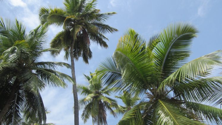 landscapes, Palm, Trees, Haiti HD Wallpaper Desktop Background