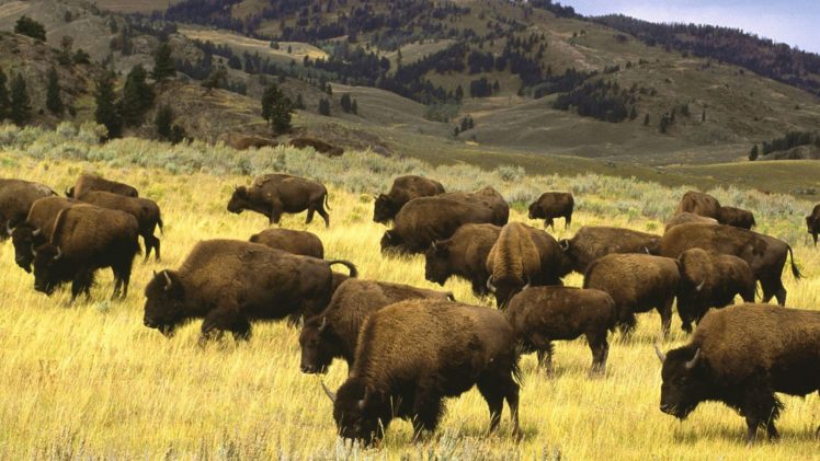 landscapes, Nature, Animals, Wildlife, Fields, Wyoming, Yellowstone, National, Park, Bison HD Wallpaper Desktop Background