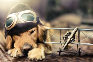 aircraft, Animals, Dogs, Pilot, Toys,  children , Goggles, Widescreen