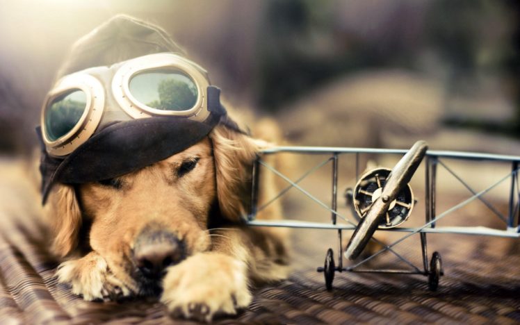 aircraft, Animals, Dogs, Pilot, Toys,  children , Goggles, Widescreen HD Wallpaper Desktop Background