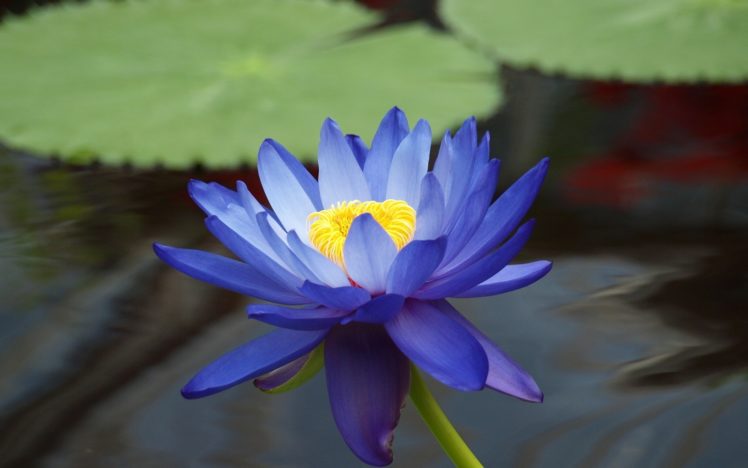 flowers, Macro, Lotus, Flower, Blue, Flowers HD Wallpaper Desktop Background