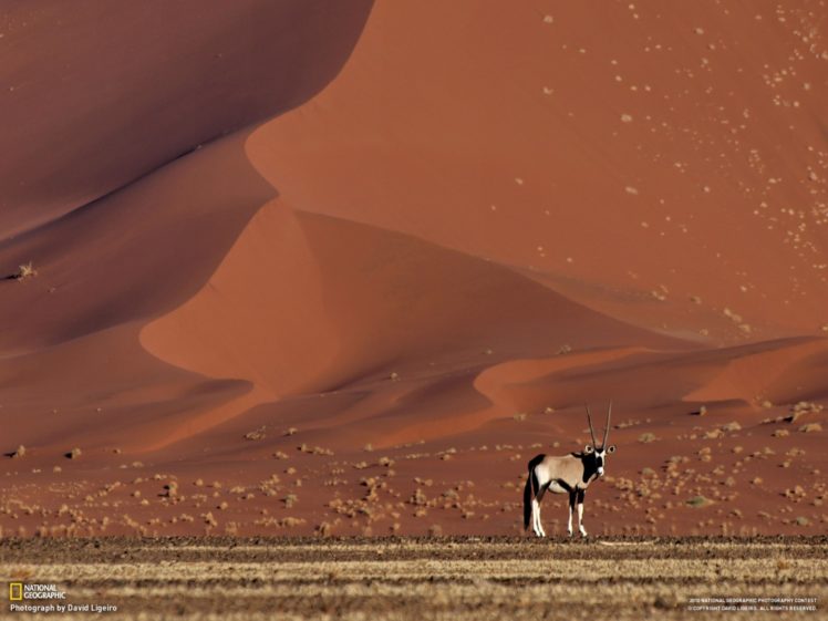 landscapes, Nature, Animals, Deserts, National, Geographic, Antelope, Namib, Desert HD Wallpaper Desktop Background
