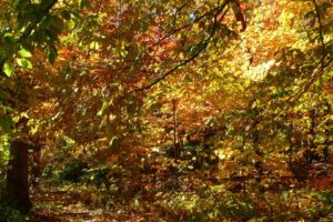 landscapes, Nature, Trees, Autumn, Leaves, Canopy