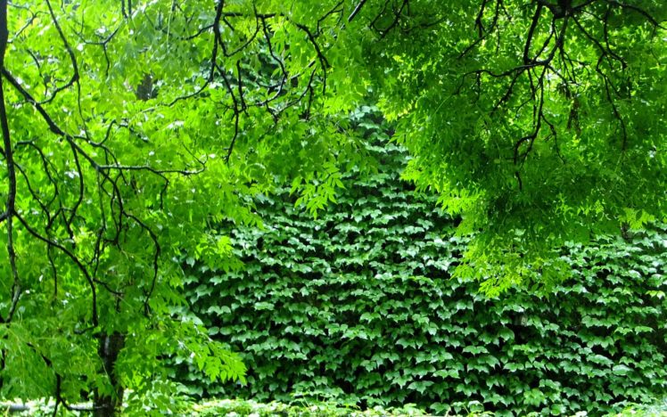green, Nature, Trees, Plants, Branches HD Wallpaper Desktop Background