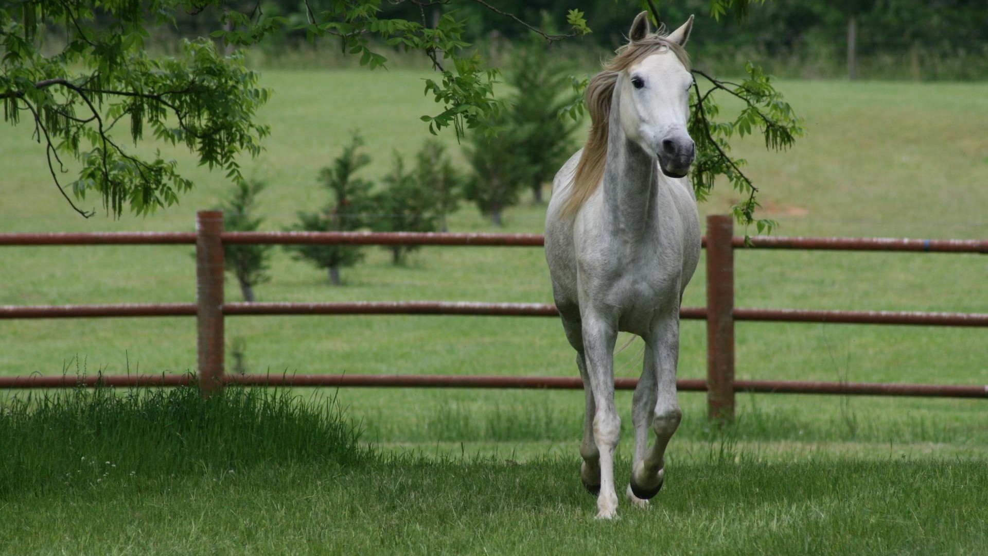 animals, Horses Wallpaper