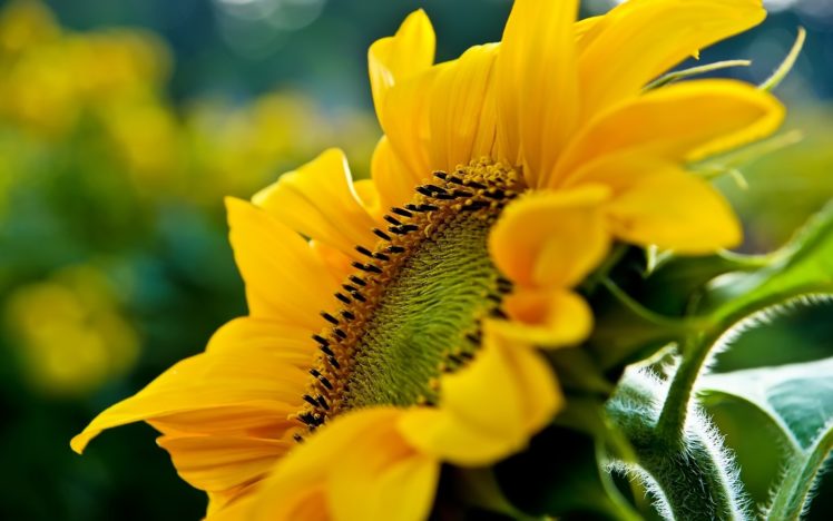 flowers, Sunflowers HD Wallpaper Desktop Background