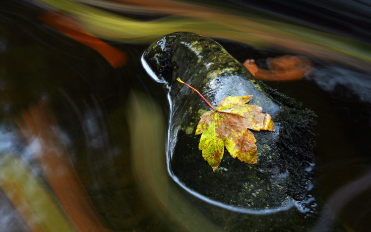 nature, Leaves, Rocks HD Wallpaper Desktop Background