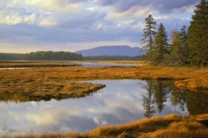 landscapes, Trees, Maine, Bass, Harbor, National, Park, Marsh
