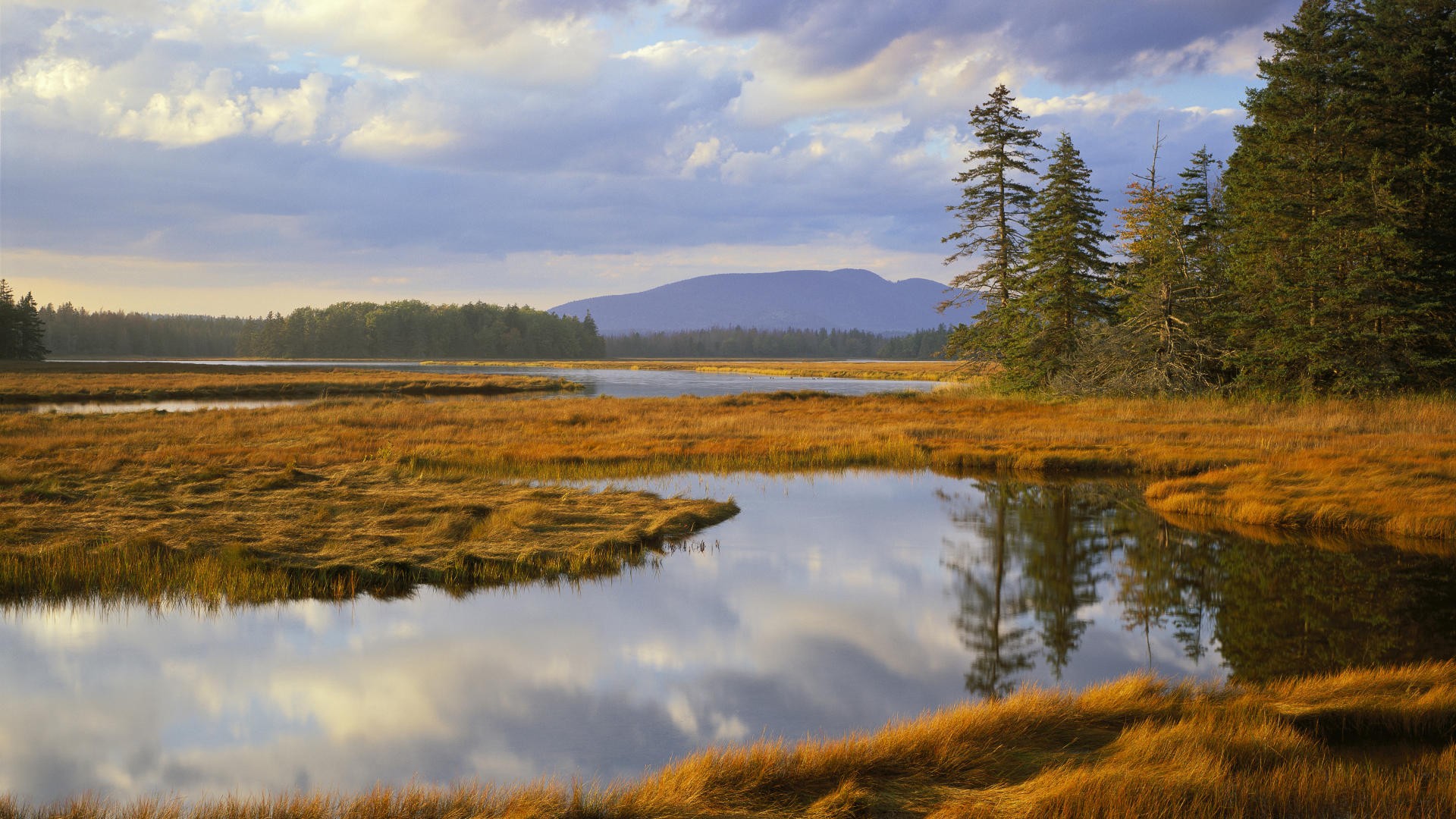 landscapes, Trees, Maine, Bass, Harbor, National, Park, Marsh Wallpaper