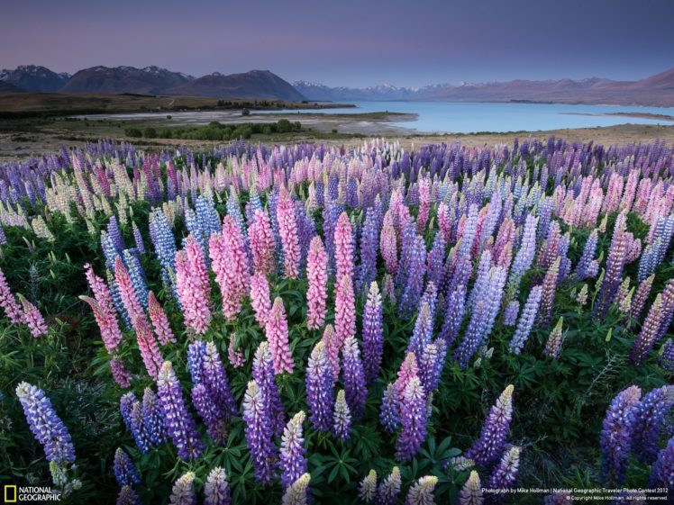 landscapes, Nature, Flowers, New, Zealand, Lakes, Lupine HD Wallpaper Desktop Background