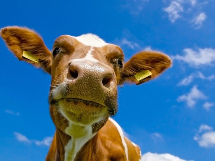 animals, Cows HD Wallpaper Desktop Background