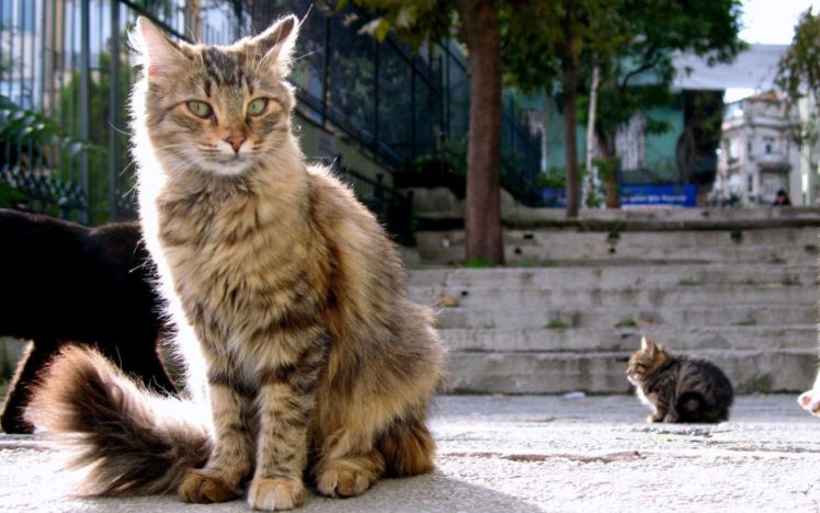 cats, Fluffy, Istanbul HD Wallpaper Desktop Background