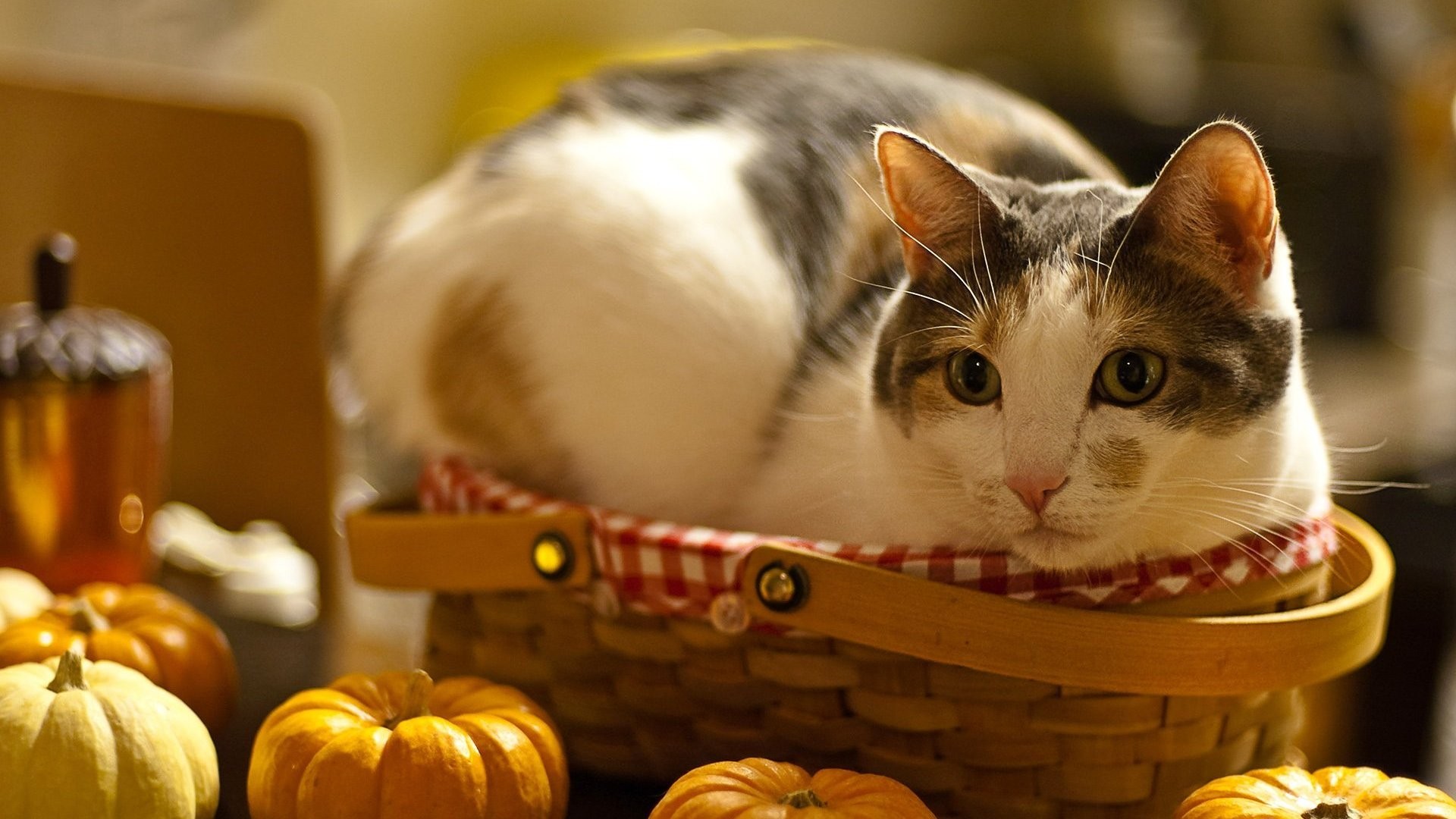 cats, Animals, Baskets Wallpaper