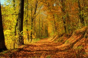 nature, Trees, Autumn, Forests, Paths