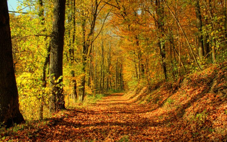 nature, Trees, Autumn, Forests, Paths HD Wallpaper Desktop Background