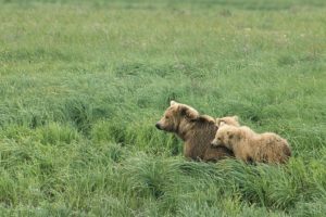 animals, Alaska, Cubs, Brown, Bears