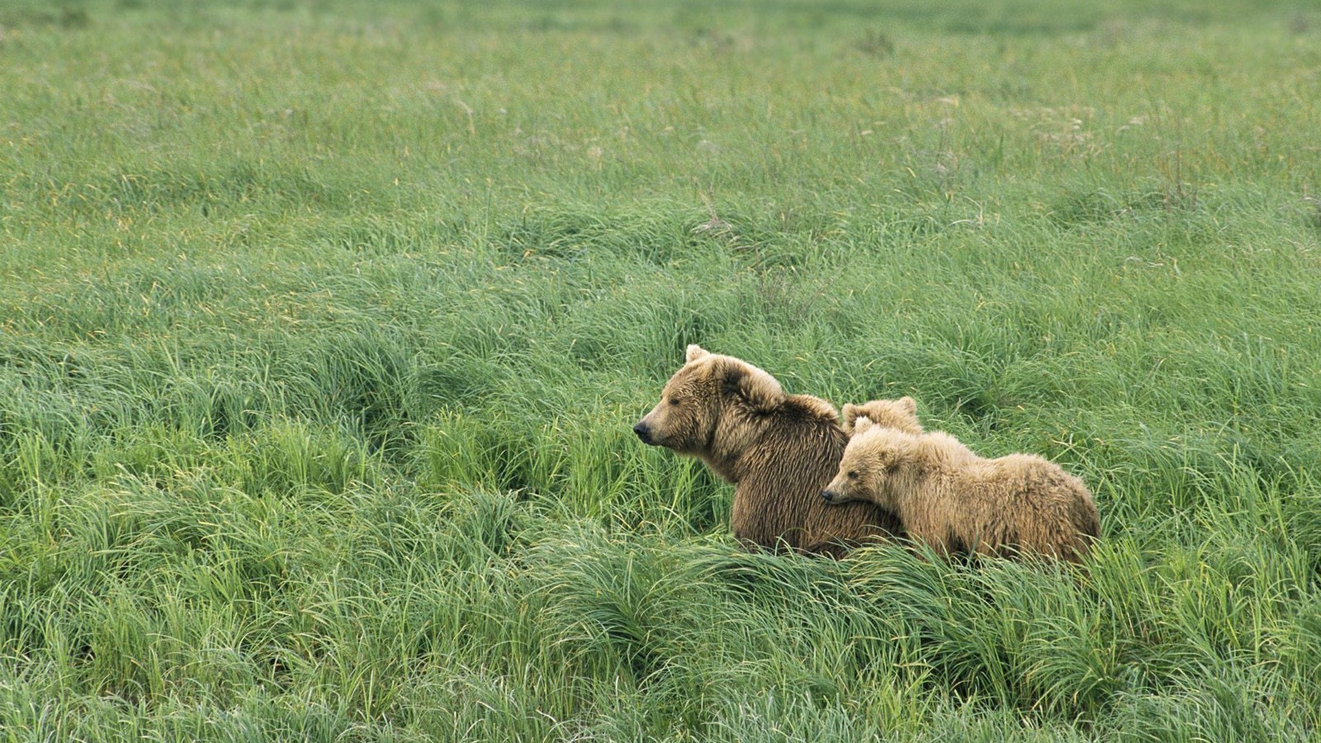 animals, Alaska, Cubs, Brown, Bears Wallpaper