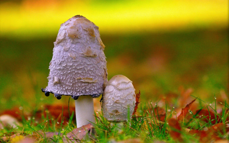 mushrooms HD Wallpaper Desktop Background