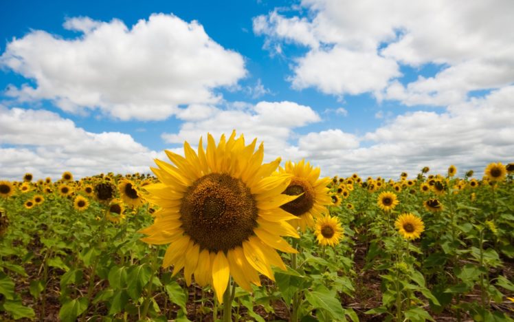 flowers, Fields, Sunflowers HD Wallpaper Desktop Background
