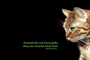 text, Cats, Animals, Quotes, Simple, Background, Black, Background