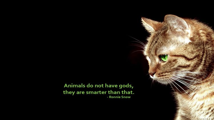 text, Cats, Animals, Quotes, Simple, Background, Black, Background HD Wallpaper Desktop Background