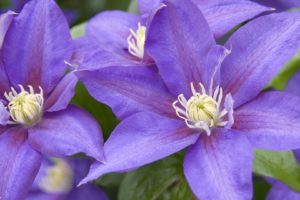 flowers, Clematis