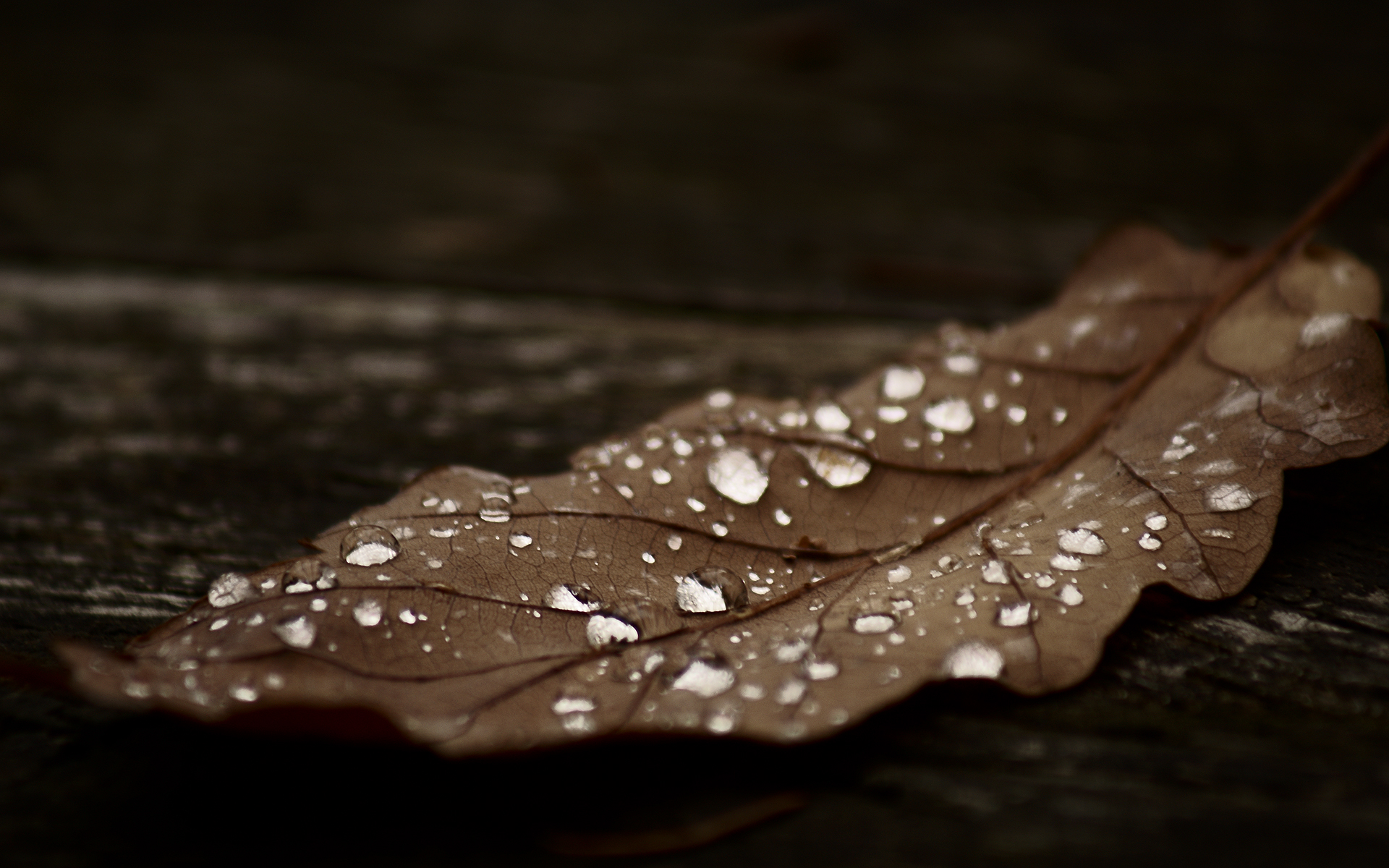 leaves, Dew, Fallen, Leaves Wallpapers HD / Desktop and Mobile Backgrounds