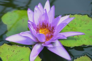lily, Pads, Purple, Flowers, Water, Lilies