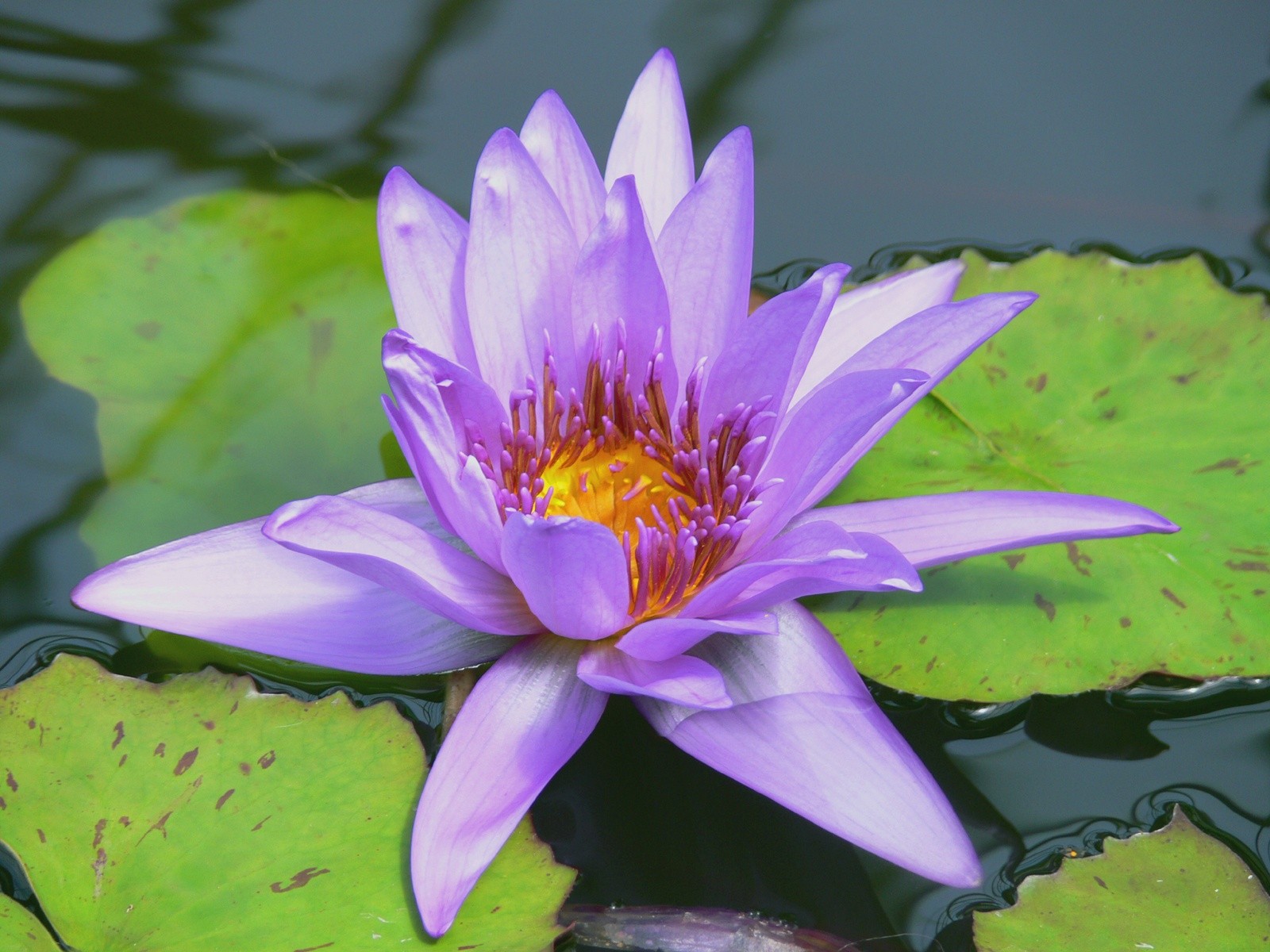 lily, Pads, Purple, Flowers, Water, Lilies Wallpaper