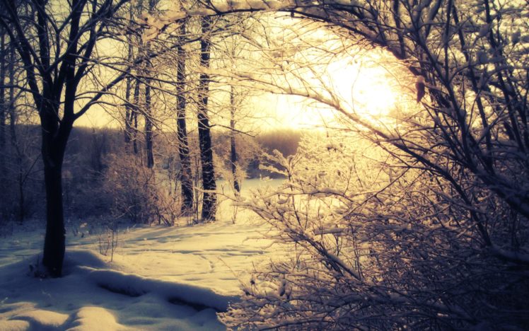 snow, Sun, Trees, Shadows, Snow, Landscapes HD Wallpaper Desktop Background