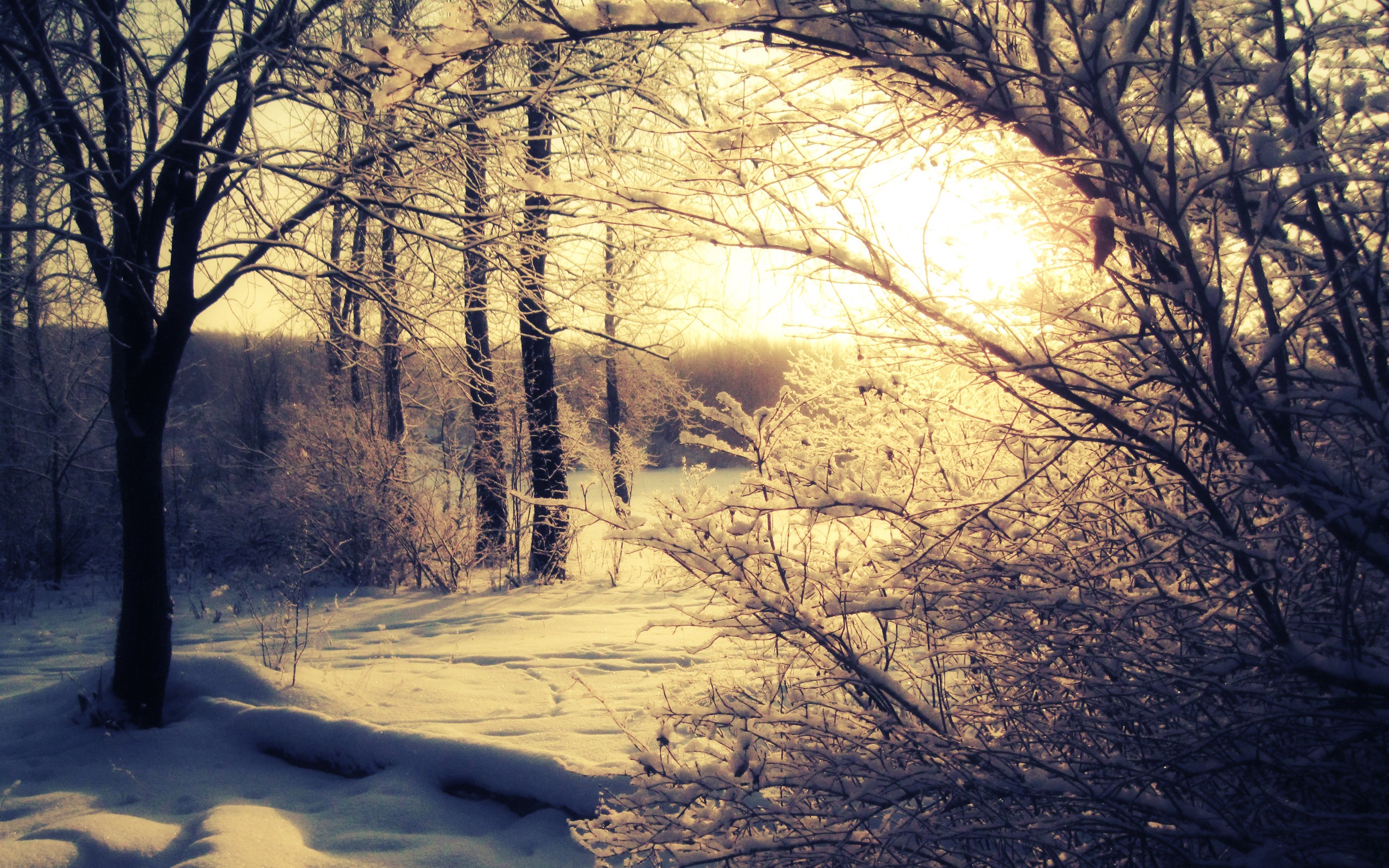 snow, Sun, Trees, Shadows, Snow, Landscapes Wallpapers HD / Desktop and