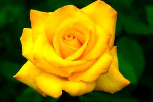 nature, Flowers, Plants, Roses, Yellow, Rose