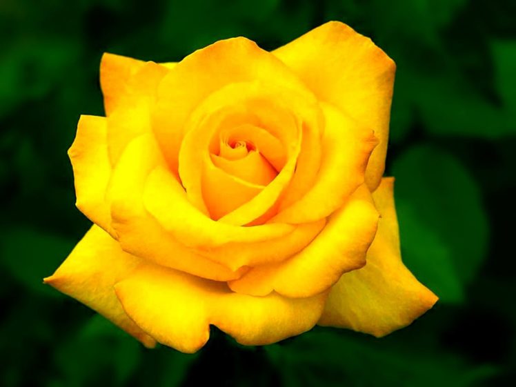 nature, Flowers, Plants, Roses, Yellow, Rose HD Wallpaper Desktop Background