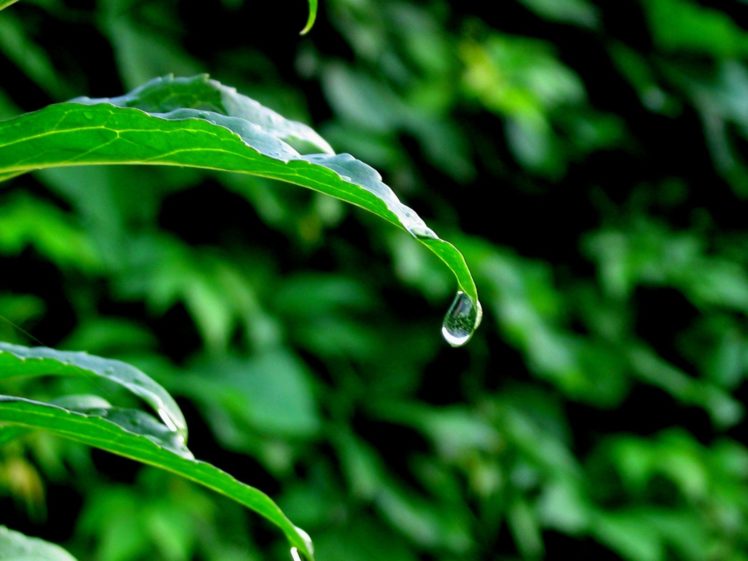nature, Rain, Leaves HD Wallpaper Desktop Background