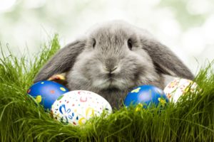 animals, Grass, Rabbits, Easter, Eggs