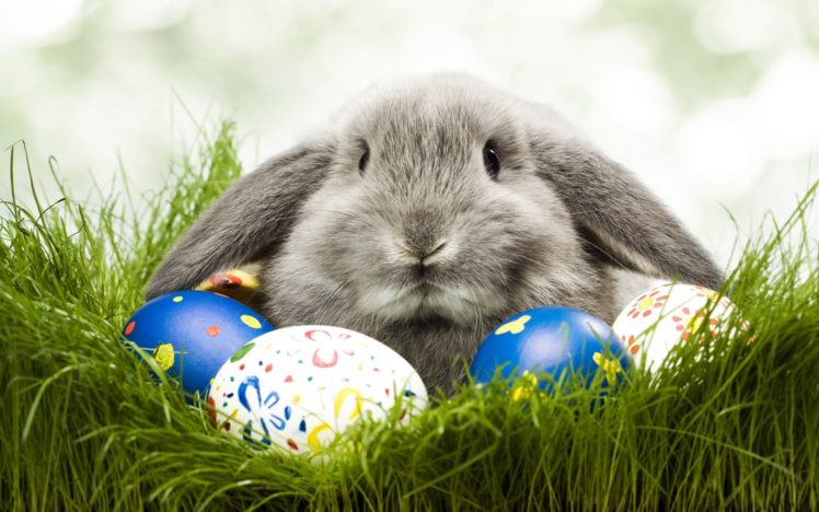 animals, Grass, Rabbits, Easter, Eggs HD Wallpaper Desktop Background