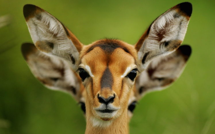 animals, Other, Animals, Antelopes, Deer, Cute, Nature, Wildlife HD Wallpaper Desktop Background
