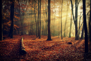 nature, Forest, Landscapes, Autumn, Fall, Seasons, Trees