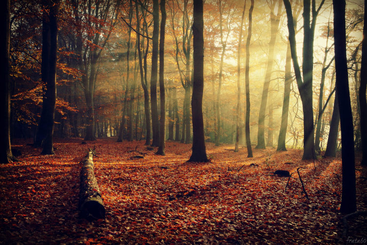 nature, Forest, Landscapes, Autumn, Fall, Seasons, Trees HD Wallpaper Desktop Background